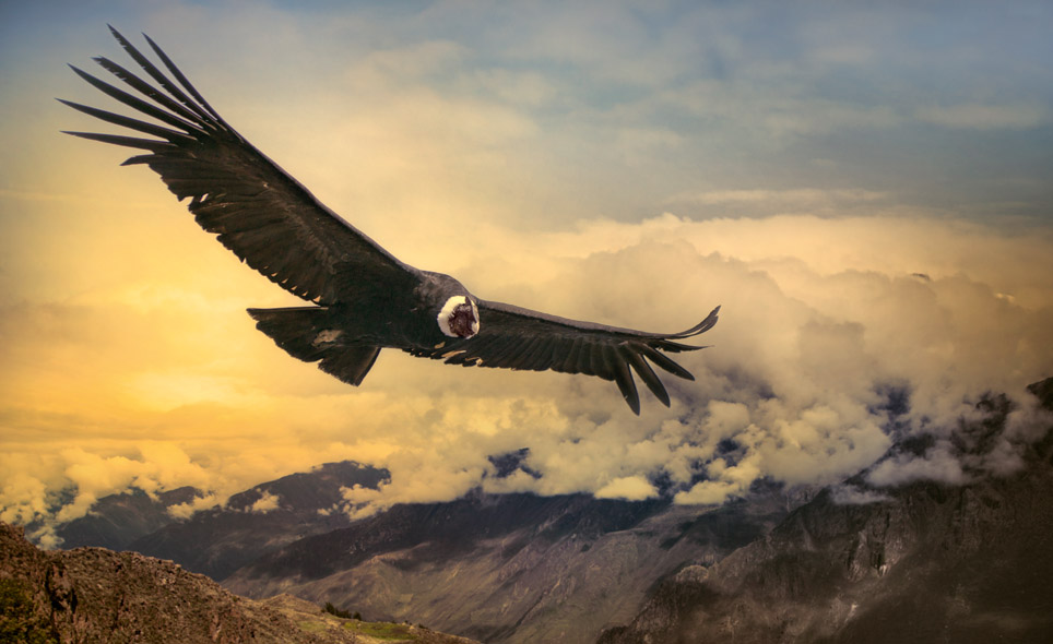 El (re)vuelo del cóndor Ecos Online